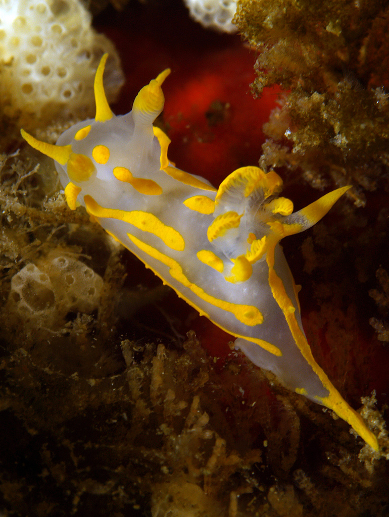 Polycera quadrilineata